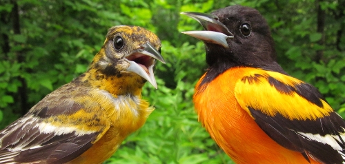 Baltimore Oriole