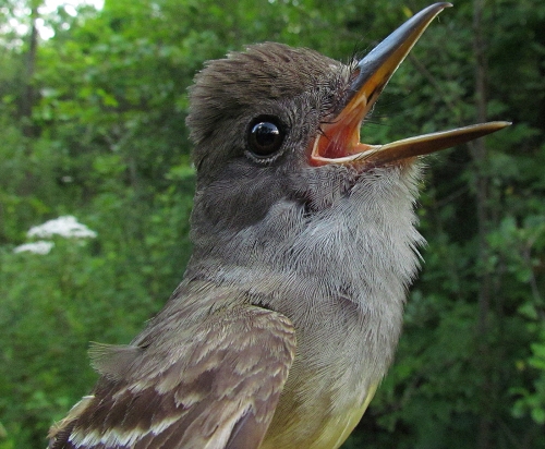 Great Crested Flycatcher