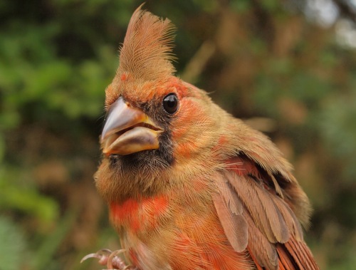 Juvenile Northern Cardinals are a regular sight at MBO in early fall. (Photo by Simon Duval) 