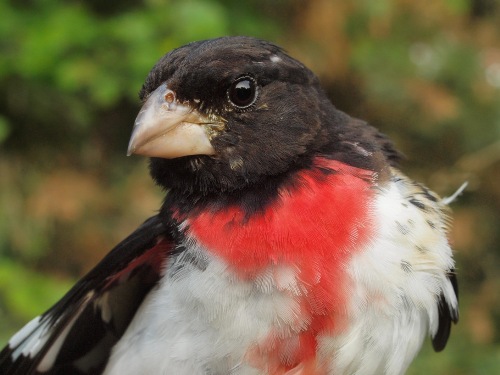 Rose-breasted Grosbeaks are often among the key species at MBO in early August. (Photo by Simon Duval)