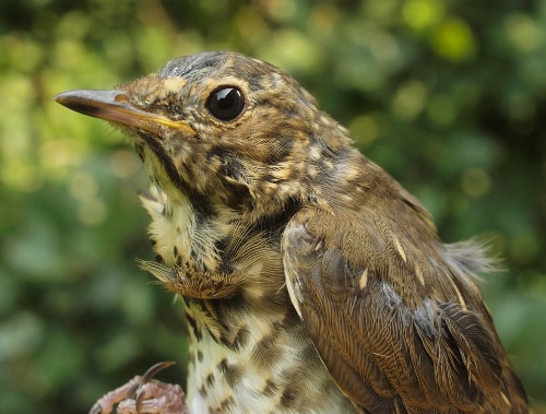 We often see a few adult Swainson's Thrushes at MBO in early August as molt migrants, but it's more unusual to see a very young juvenile such as this. (Photo by Simon Duval) 