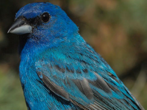 Soon Indigo Buntings will be molting - but for now we still have at least one spectacularly blue male at MBO. (Photo by Simon Duval) 