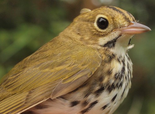 Ovenbirds were among the more common warblers at MBO this week. (Photo by Simon Duval)
