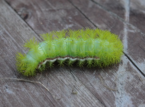 An impressive looking caterpillar of the io moth (Automeris io) (Photo by Simon Duval) 