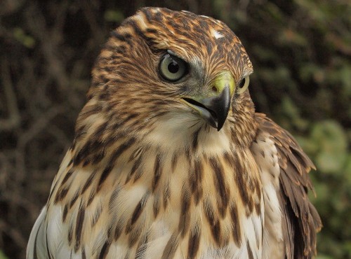 The star of the week was this hatch-year Cooper's Hawk, only the fourth one banded at MBO in ten years. (Photo by Simon Duval)