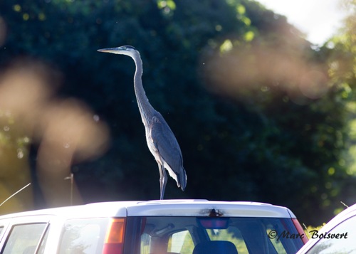 This Great Blue Heron took us by surprise this week when it landed on the roof of one of our volunteer's cars in the parking area! (Photo by Marc Bosivert) 