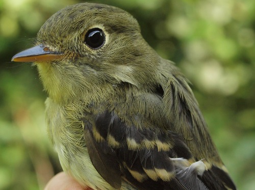 Yellow-bellied Flycatchers were banded at MBO this week in unprecedented numbers. (Photo by Simon Duval) 