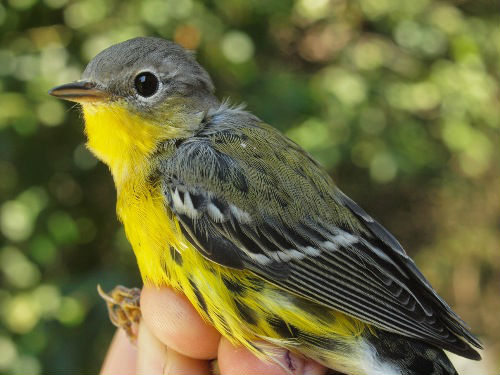 We are in the peak of Magnolia Warbler migration - and also have received the results of our analysis of blood-testing of individuals from the past couple of years. In brief, our data suggest that in many cases it is possible to reliably separate male and female hatch-year individuals by plumage ... details to follow once we crunch the numbers further. (Photo by Simon Duval) 