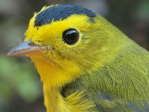 Week 5 is usually the peak of Wilson's Warbler migration, but only this one male was banded at MBO this week. (Photo by Simon Duval) -