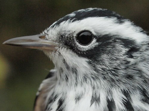 A close-up view of one of the Black-and-white Warblers banded this week. (Photo by Simon Duval)