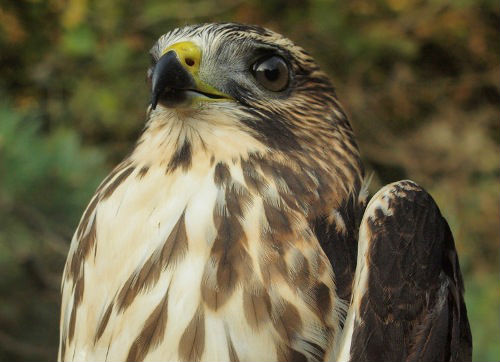 In terms of absolute numbers, Broad-winged Hawk is the most abundant raptor observed at MBO in most years, thanks to large flocks of them migrating overhead each September. However, none of us can recall ever seeing one perched on site - so catching this one was quite a surprise! It became the 115th species banded at MBO (Photo by Simon Duval)