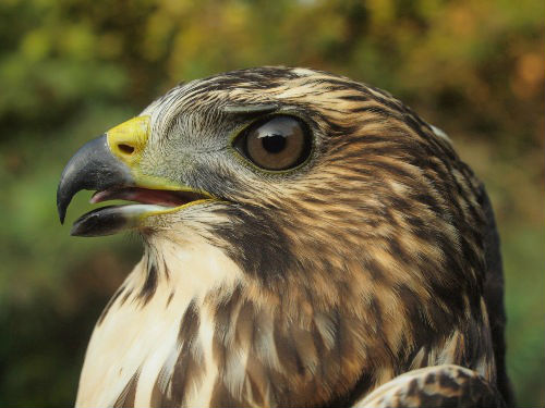 Another look at MBO's first Broad-winged Hawk. (Photo by Simon Duval)