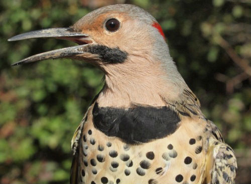 Last fall we did not band a single Yellow-shafted Flicker; this year our count is already up to three, including this and one other over the past week. (Photo by Simon Duval)