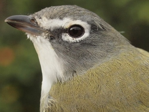 Blue-headed Vireos are the latest of the vireos to come through MBO, and are on the increase. (Photo by Simon Duval) 