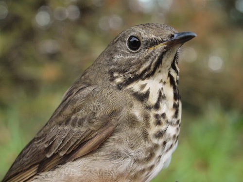 The first Gray-cheeked Thrush of the fall. (Photo by Simon Duval) 