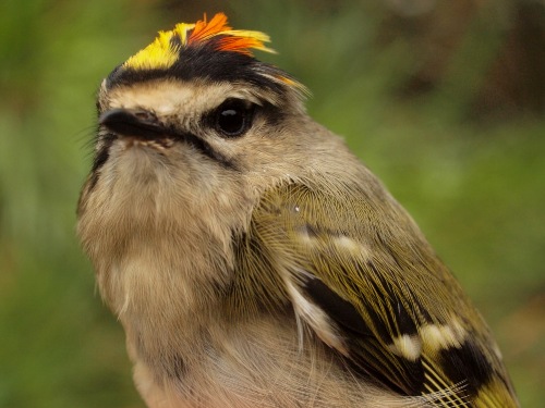 Everyone is always happy to see the return of the charismatic Golden-crowned Kinglets... (Photo by Simon Duval)