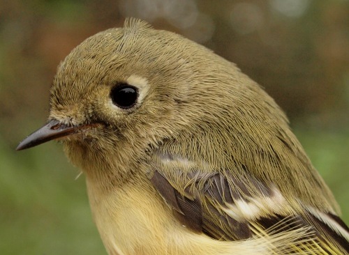 ..as well as their somewhat less flashy, but no less charming relative, the Ruby-crowned Kinglet. (Photo by Simon Duval)