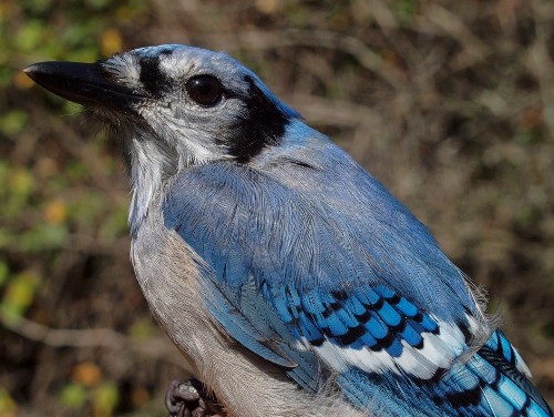 Blue Jays have been migrating in large numbers this fall, including a remarkable 23 banded this week alone. (Photo by Simon Duval)