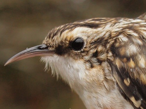 We always enjoy the opportunity to see Brown Creepers up close - but this was a special one, the 50,000th bird banded at MBO in our ten-year history. (Photo by Simon Duval) 