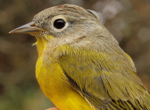 Nashville Warblers are still on the move, with over 100 banded so far this fall. Even though it is now October, we still observed 12 warbler species this week (the others being Tennessee, Orange-crowned, Cape May, Black-throated Blue, Yellow-rumped, Black-throated Green, Palm, Black-and-white, Wilson's, American Redstart, and Common Yellowthroat). Given that most of them will not be seen again until spring, we dedicate this week's photos to a selction of these warblers. (Photo by Simon Duval)
