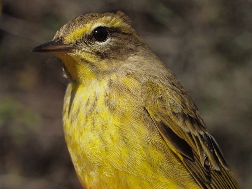 Sometimes there are doubts about whether a Palm Warbler is of the western or eastern (yellow) race, but when we get individuals such as this, they serve as a reminder of just how colourful Yellow Palm Warblers are. (Photo by Simon Duval)