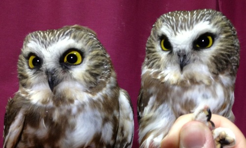 Two of the Northern Saw-whet Owls banded this week. (Photo by Simon Duval)