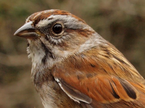 Swamp Sparrow is usually the fourth or fifth most abundant sparrow at MBO over the course of a fall season, but tends to go relatively unnoticed because their movement is relatively slow and steady throughout our monitoring period. This week there was a notable spike in numbers, with 12 individuals banded. (Photo by Simon Duval)