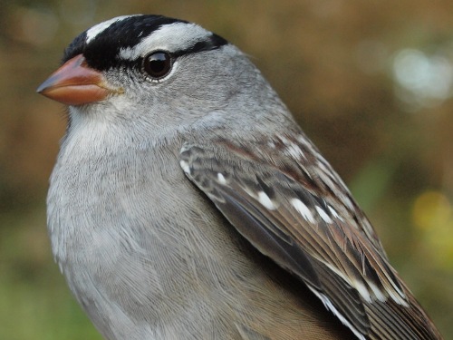 One week after we celebrated the last big push of warblers for the 2014 fall migration, this week it was sparrows that dominated, including five of the top ten species banded. One of those was five was White-crowned Sparrow. (Photo by Simon Duval) -