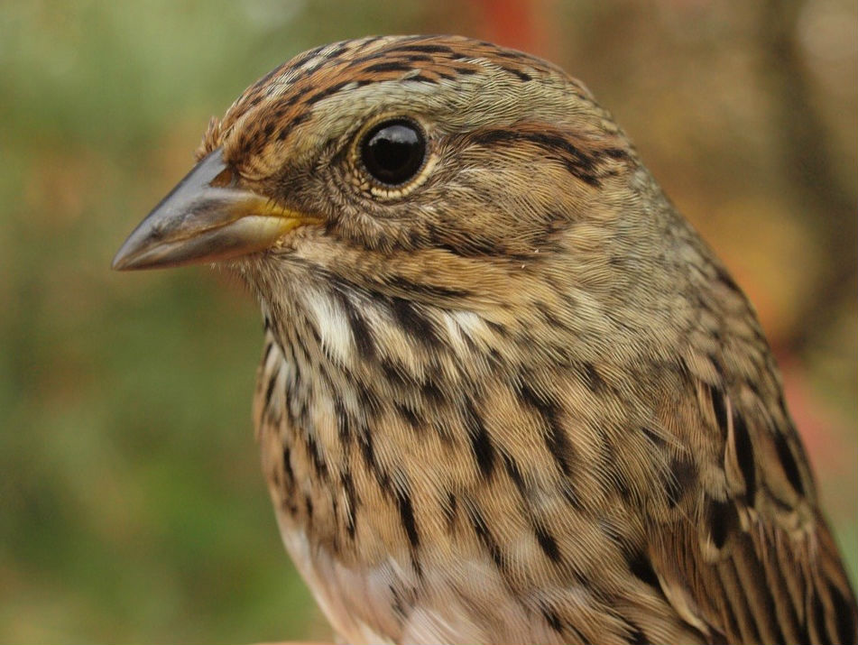 This was an unusually late Lincoln’s Sparrow – only one other has previously been banded this late in fall (Photo by Simon Duval)