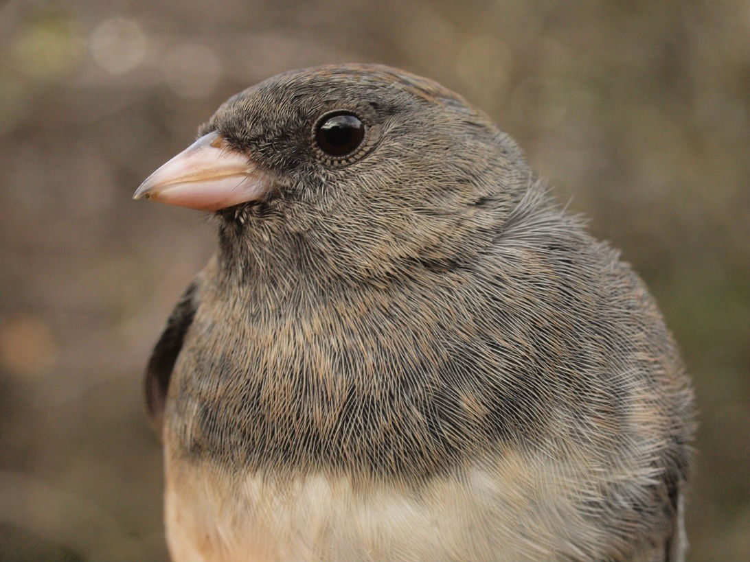 The 97 Slate-colored Juncos banded this week were the most in a one-week period since this time in 2010 (Photo by Simon Duval)