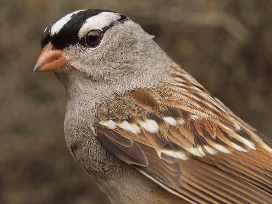  In contrast to White-throated Sparrow, White-crowned Sparrow numbers have been a bit below average this fall, although the total banded has rebounded somewhat from last year’s record low (Photo by Simon Duval)
