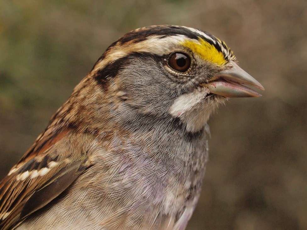 With another 62 individuals banded this week (over triple the previous long-term mean of 20 for week 12), White-throated Sparrow may be within reach of breaking the single season fall record of 506 banded, set in 2012 (Photo by Simon Duval)