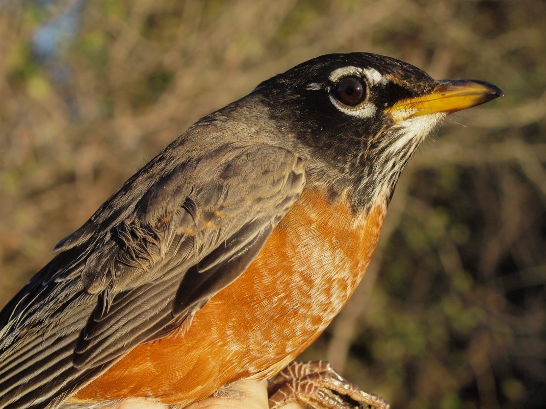 It was the week of the American Robin at MBO, with a record high mean daily count of 776 individuals (Photo by Simon Duval)