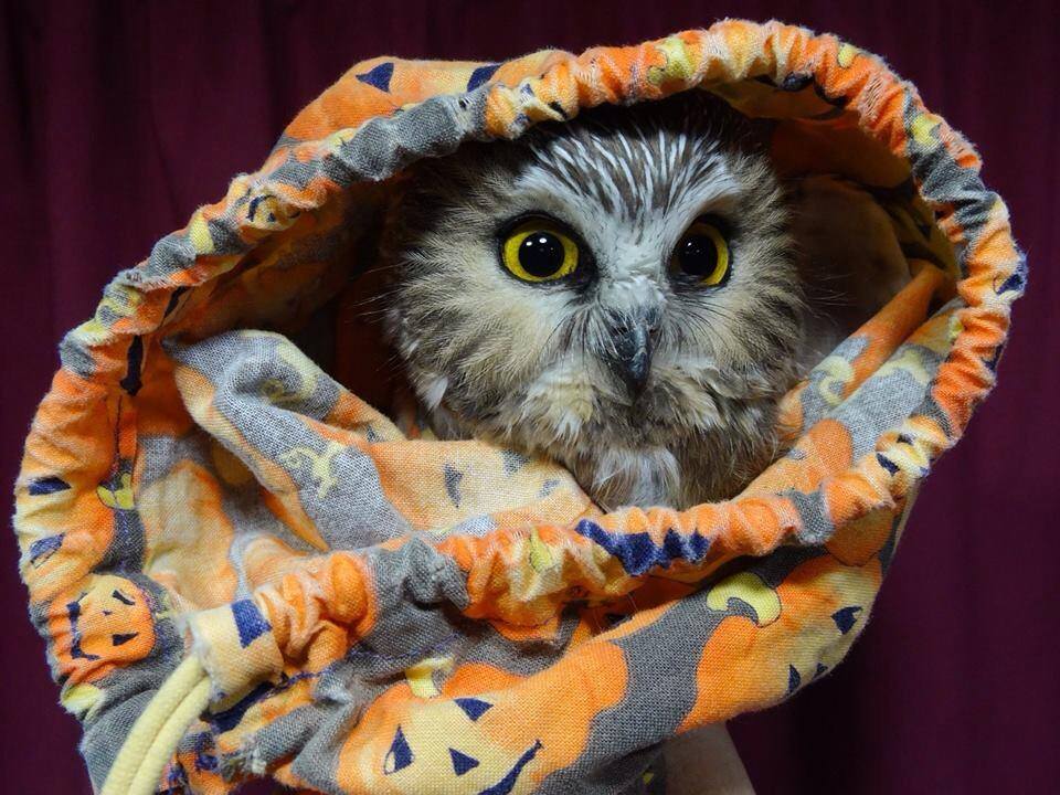 A Northern Saw-whet Owl peeking out of our Halloween-themed bird bag, even though we haven’t quite reached that date yet (Photo by Simon Duval)