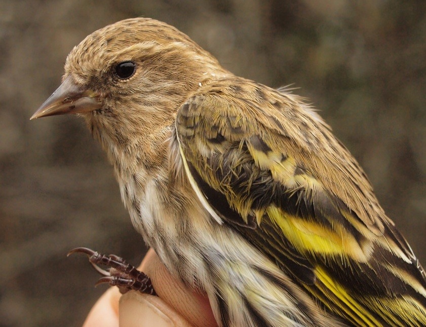 One of the Pine Siskins banded this week, the final “new” species of fall 2014 (Photo by Simon Duval)