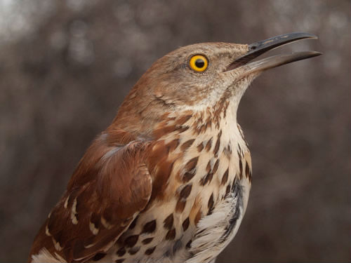 Much larger, but with some overall similarities in plumage pattern to the Fox Sparrow was this Brown Thrasher. (Photo by Simon Duval)