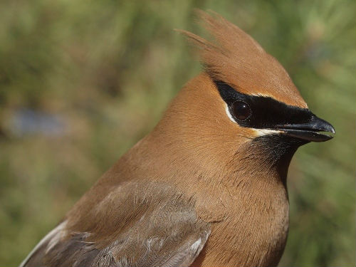 Cedar Waxwing is one of the most unpredictable migrants at McGill Bird Observatory, varying greatly in timing and abundance from year to year.  Despite that, their unprecedented dominance this week was a surprise!  (Photo by Simon Duval)