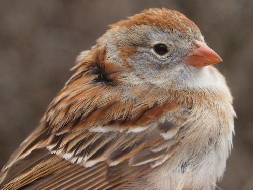In a week of unusually abundant species, it was almost easy to overlook the significance of this bird – the first Field Sparrow banded at MBO since spring 2006, and only the fifth one overall.  (Photo by Simon Duval)