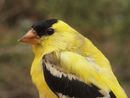 American Goldfinches are almost fully back to their yellow summer splendour.  (Photo by Simon Duval)