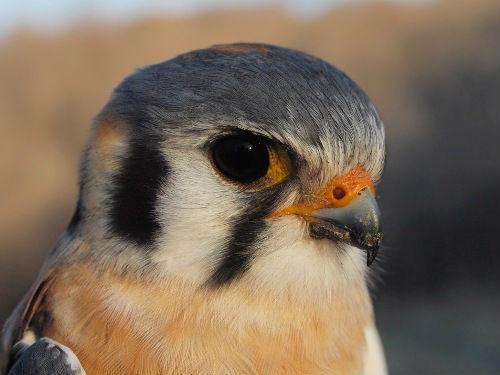 The most memorable bird of the week was this striking male American Kestrel, at long last banded at McGill Bird Observatory for the first time.  (Photo by Simon Duval)