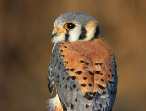 Another view of this week’s star, the male American Kestrel. (Photo by Simon Duval)