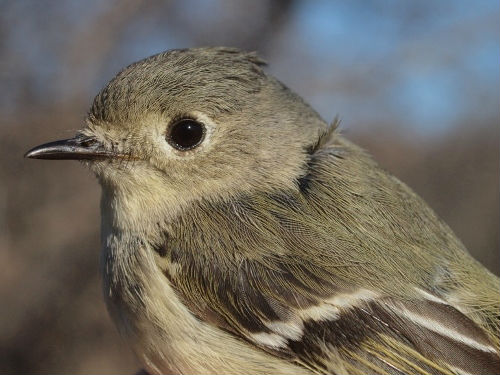 Ruby-crowned Kinglets are always among the common species at McGill Bird Observatory in early May, and this year is proving to be no exception. (Photo by Simon Duval)