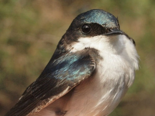Tree Swallow numbers have been declining noticeably at MBO, but the count observed this week was somewhat greater than at the same time in 2013, so we are hopeful they represent a modest rebound for the species.  (Photo by Simon Duval)