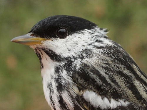 Blackpoll Warbler is traditionally among the latest spring migrants to arrive at MBO, yet it was among the 22 warbler species observed this week. (Photo by Simon Duval)