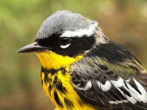 A striking male Magnolia Warbler; next to Yellow-rumped Warbler, it was the most abundant of the 15 warbler species banded at MBO this week.  (Photo by Simon Duval)