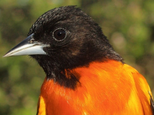One of the stunning male Baltimore Orioles banded this week .  (Photo by Simon Duval)