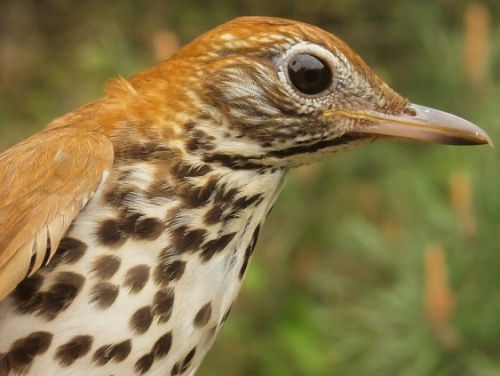 This was only the third Wood Thrush banded at MBO over our 10 spring seasons. (Photo by Simon Duval)