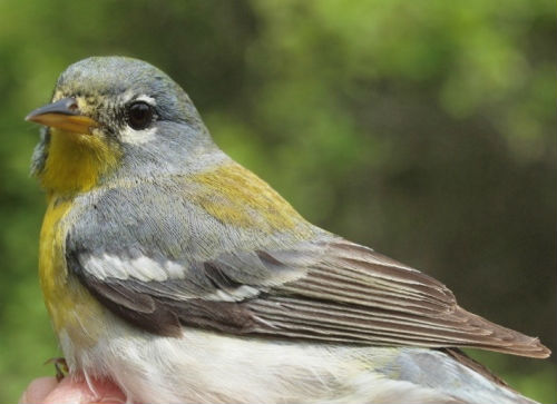 A Northern Parula, the 21st warbler species banded at MBO this spring.  Note that this individual is easily recognizable as a second-year bird by virtue of the contrast between the brownish juvenile primaries, secondaries, and primary coverts, contrasting with the blue-gray of the greater coverts. (Photo by Simon Duval)