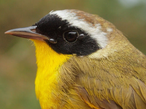 Common Yellowthroat, another of the warbler species that reached record totals in spring 2014.  Note also the two engorged ticks on this male’s face; these were removed during banding, and submitted to an ongoing research program that tracks the movement of bird-borne ticks.  (Photo by Simon Duval)