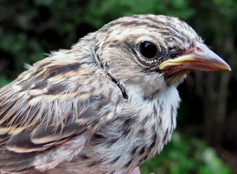 Roger Tory Peterson popularized the term “confusing fall warblers” – but what about juvenile sparrows? This very young bird is a Chipping Sparrow, with its streaky underparts quite unlike its parents! (Photo by Gay Gruner)